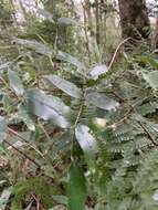 Image of Zanthoxylum nitidum (Roxb.) DC.