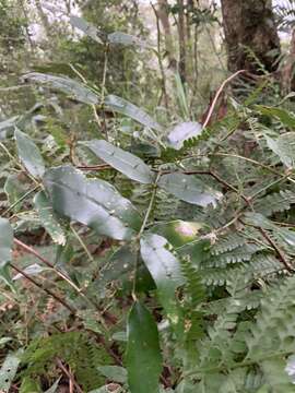 Image of Zanthoxylum nitidum (Roxb.) DC.