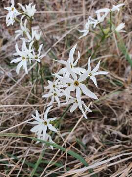 Narcissus elegans (Haw.) Spach resmi