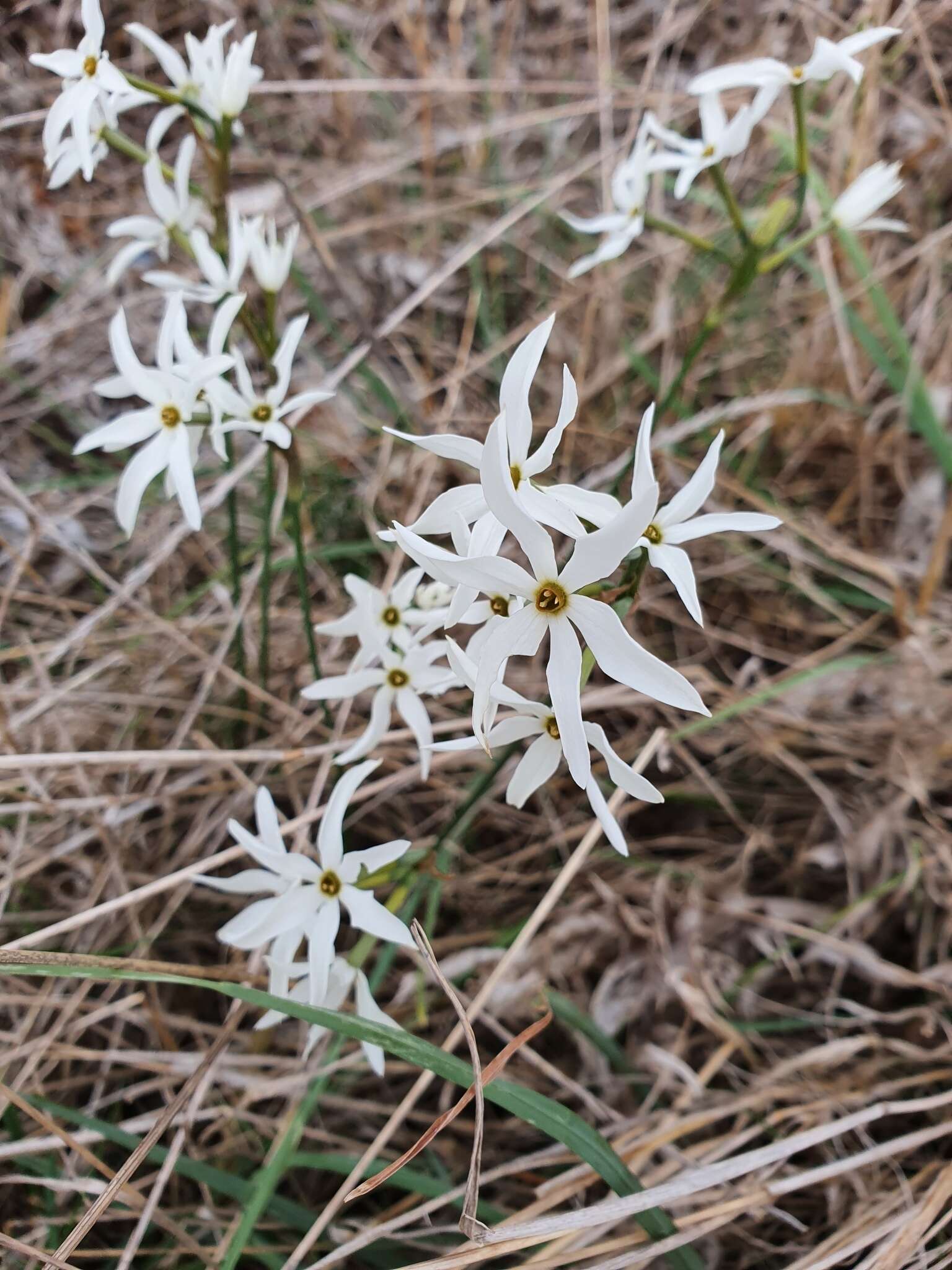 Image of Narcissus elegans (Haw.) Spach