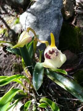 Image of Masdevallia coriacea Lindl.