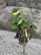 Image of Nicotiana solanifolia Walp.