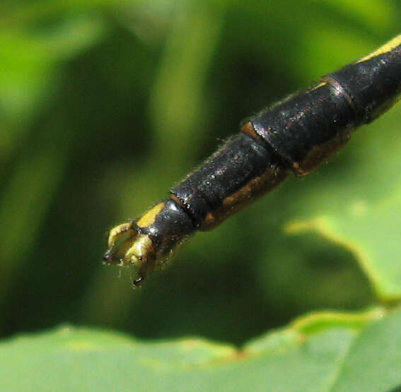 Image of Lilypad Clubtail