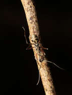 Image de Polyrhachis metella Smith 1860