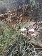 Image of Pelargonium tetragonum (L. fil.) L'Her.