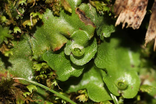 Image of Marchantia paleacea Bertol.