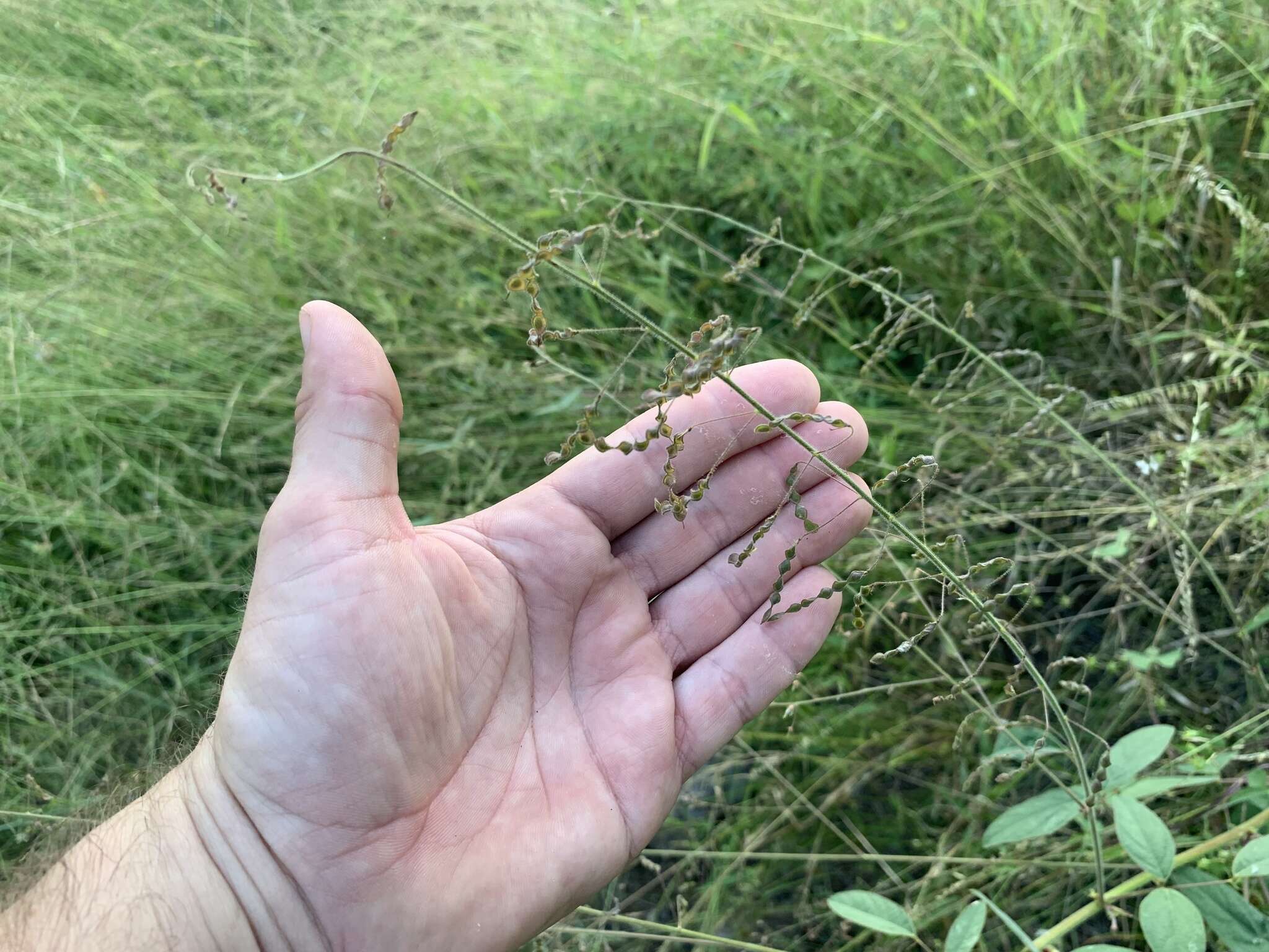 Image of Desmodium procumbens var. neomexicanum