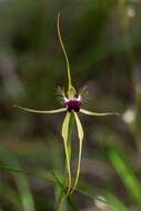 Image of Scott River spider orchid