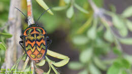 Image of Poecilocoris Dallas 1848