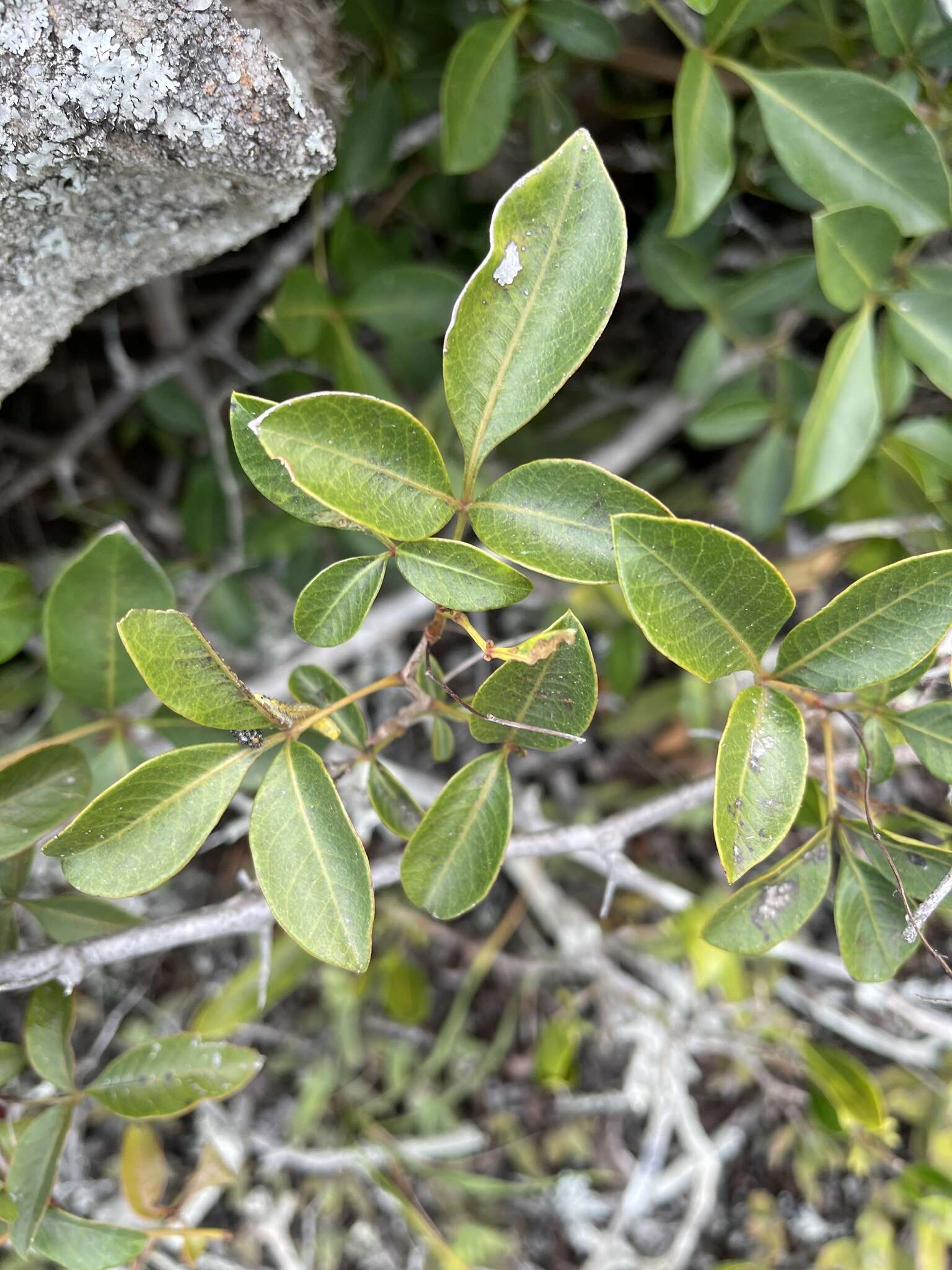 Image of Searsia acocksii (Moffett) Moffett