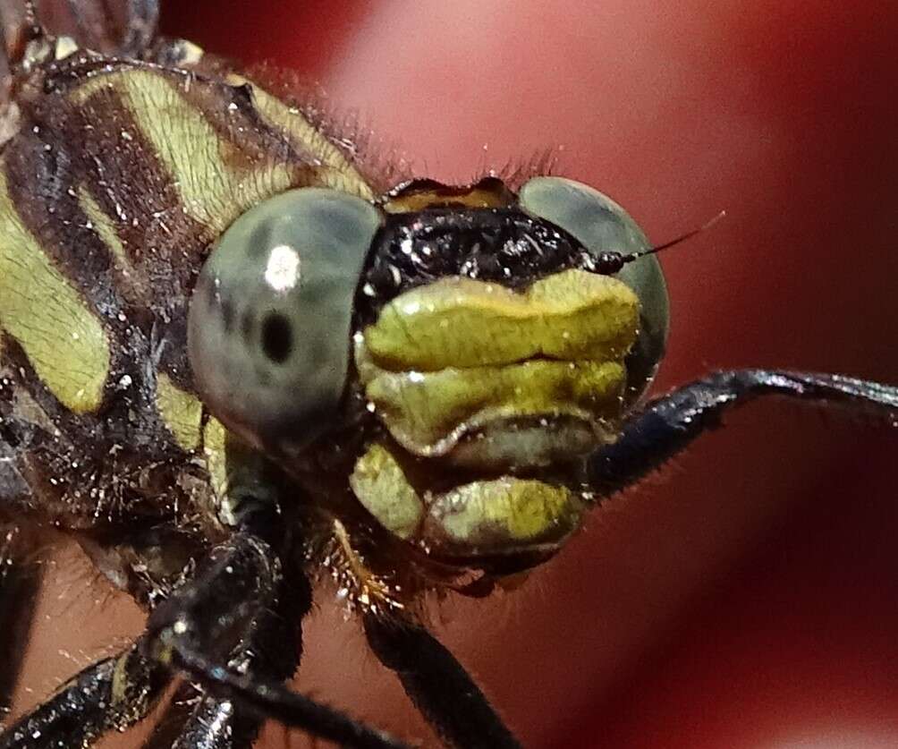 Image of Harpoon Clubtail