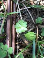 Image of Hydrocotyle sibthorpioides var. batrachium (Hance) Hand.-Mazz. ex R. H. Shan