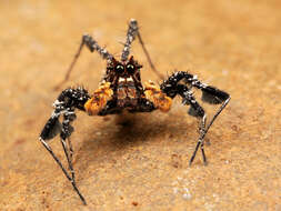 Image of Longleg Dandy Jumping Spider