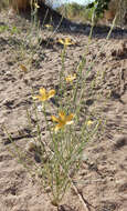 Linum aristatum Engelm. resmi