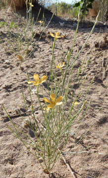 Image of bristle flax