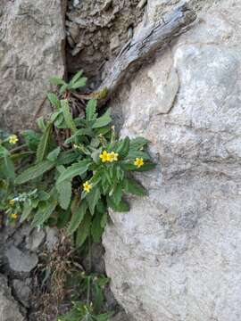 Image of Dionysia mira Wendelbo