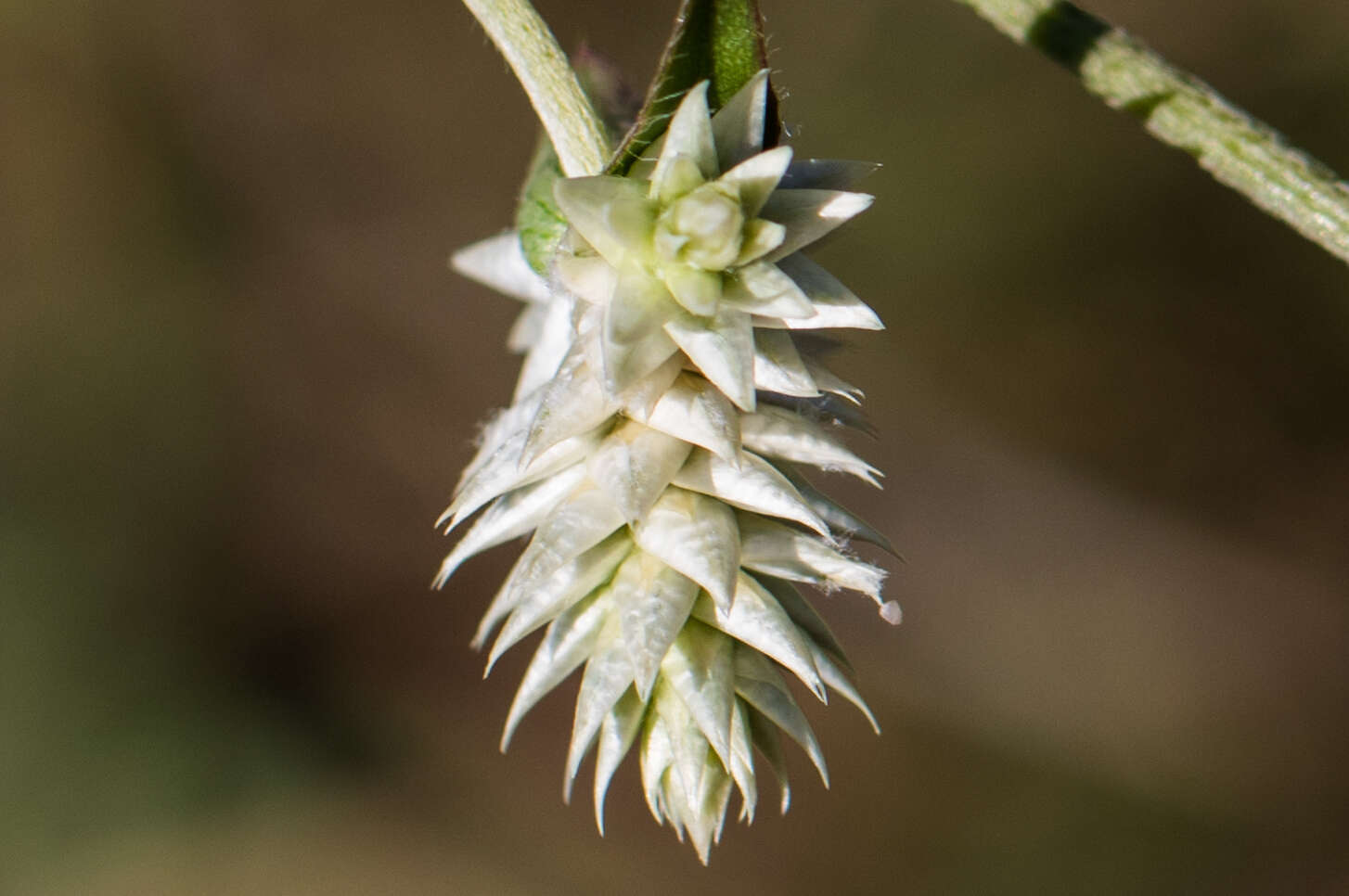 Image of Sonoran globe amaranth