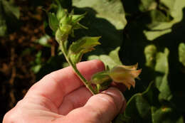 Imagem de Nicotiana glutinosa L.