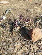 Imagem de Ornithoglossum vulgare B. Nord.