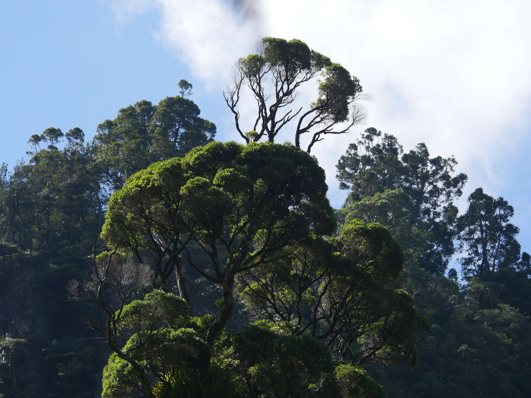 Image de Metrosideros robusta A. Cunn.