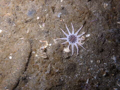 Image of cryptic burrowing anemone