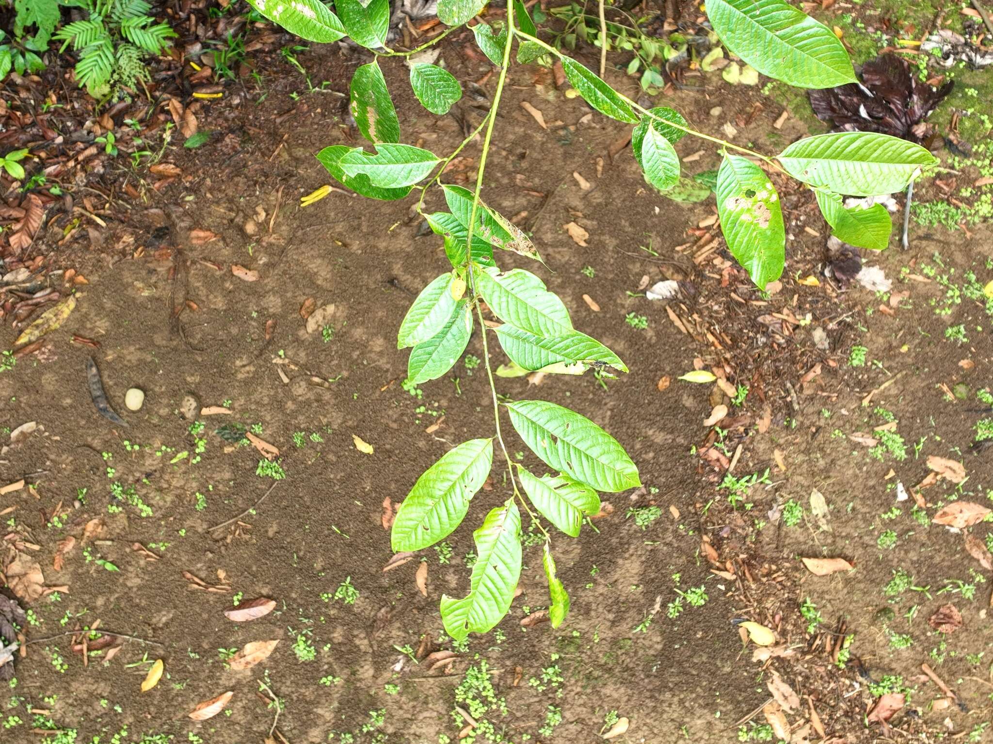 Image of Guatteria amplifolia Triana & Planch.