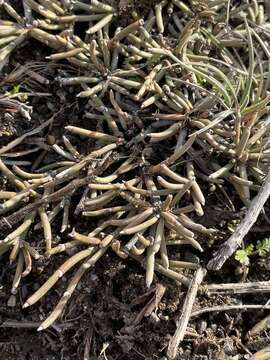 Image of Ephedra frustillata Miers