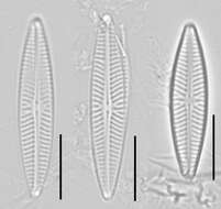 Image de Navicula cryptotenella