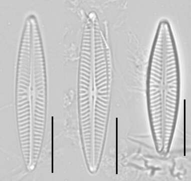 Image of Navicula cryptotenella