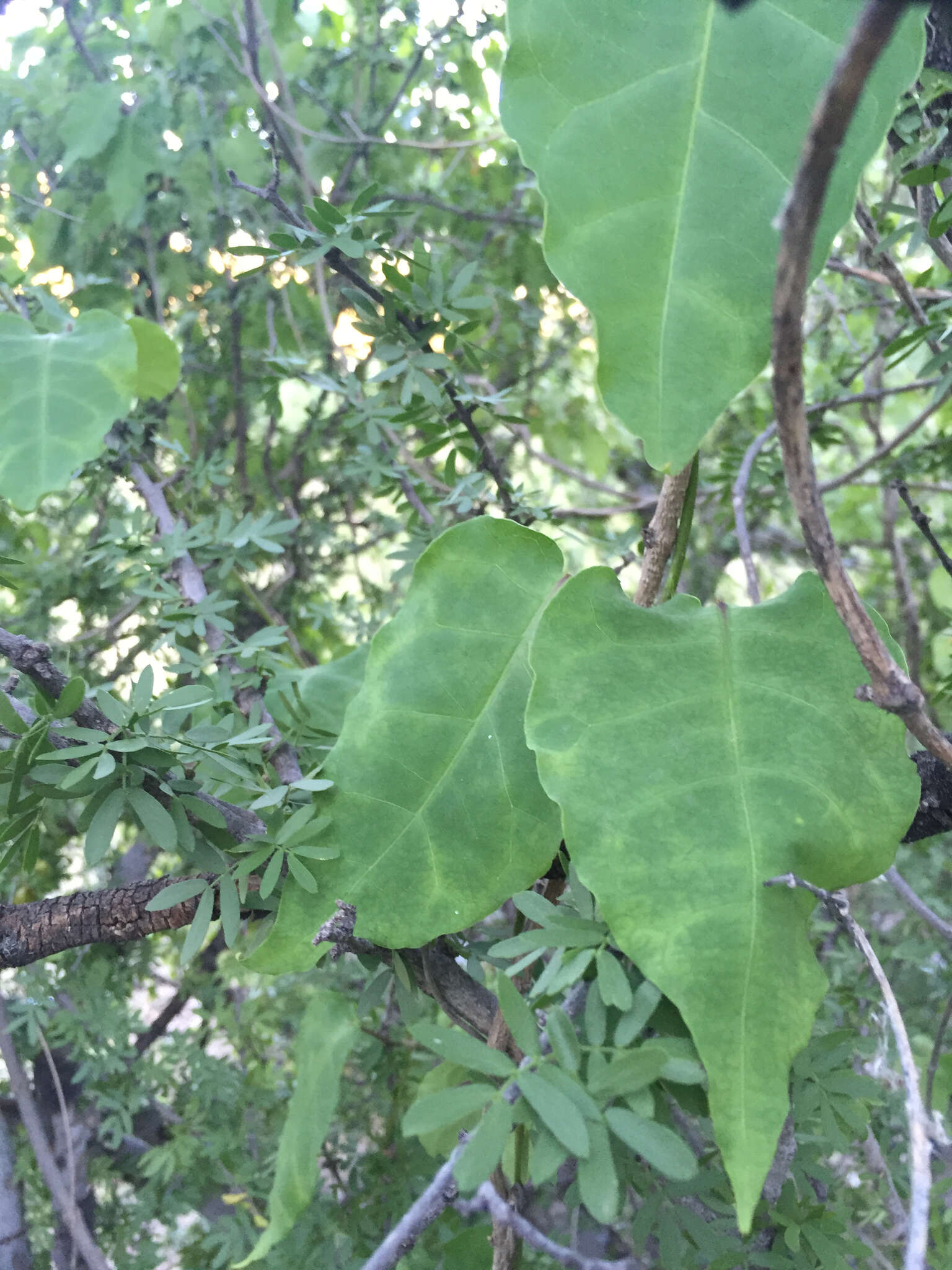 Image of Marsdenia edulis S. Wats.