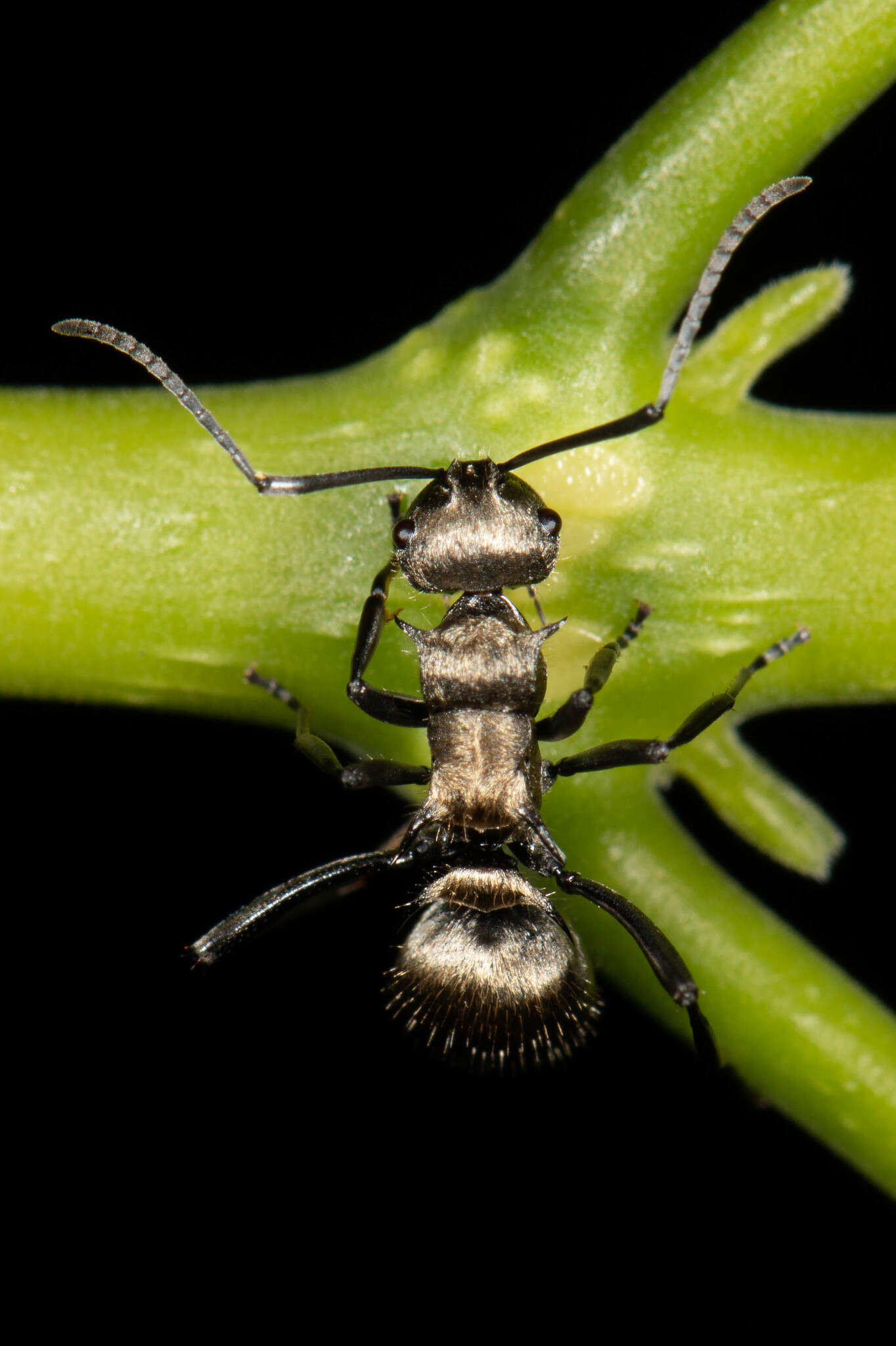 Image of Polyrhachis cupreata Emery 1895