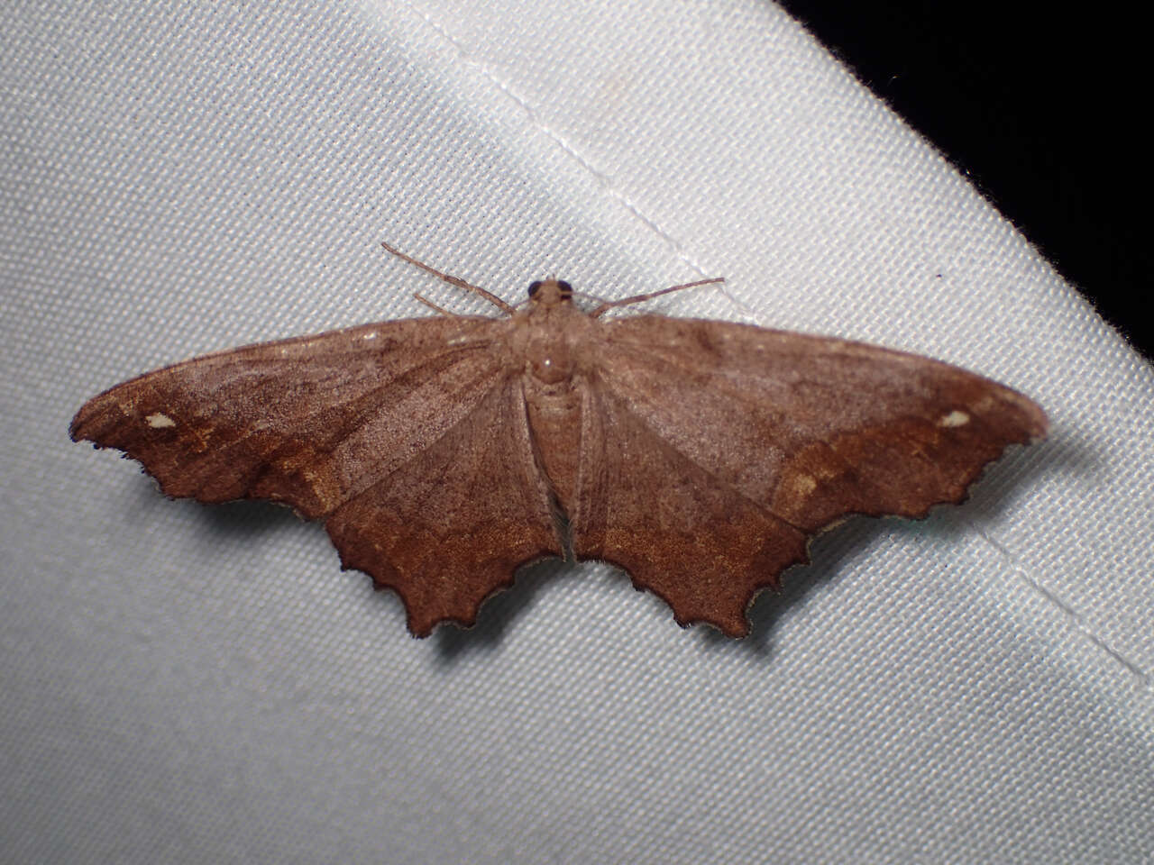 Image of Esther Moth