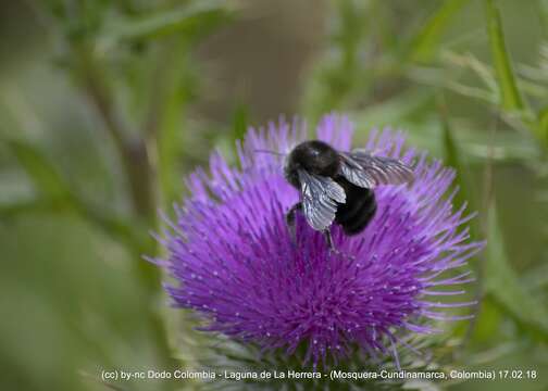 Image of Bombus pauloensis Friese 1912