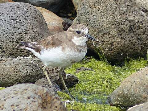 Image of Charadrius bicinctus exilis Falla 1978