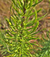 Image of Tetraselago natalensis (Rolfe) Junell