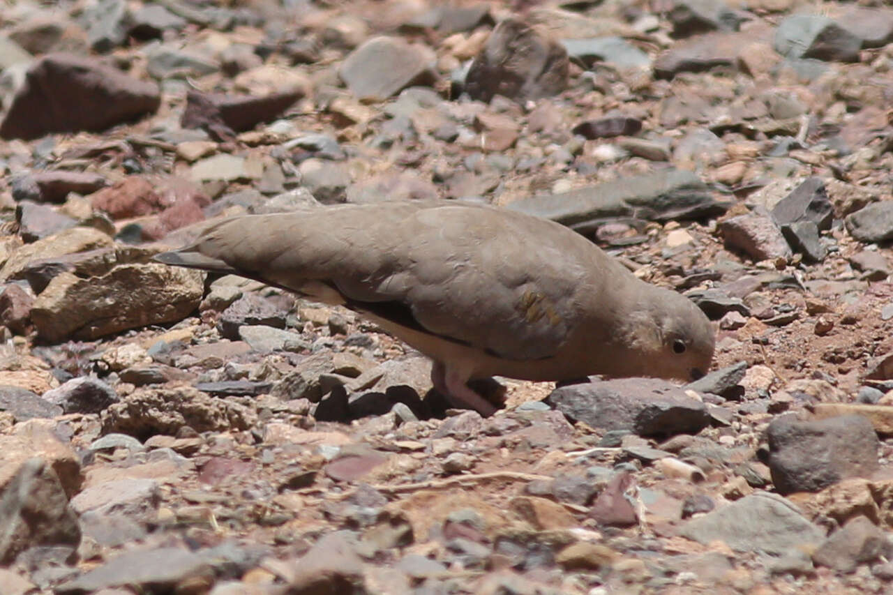 Image of Golden-spotted Ground Dove