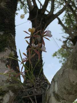 Image of Encyclia bractescens (Lindl.) Hoehne