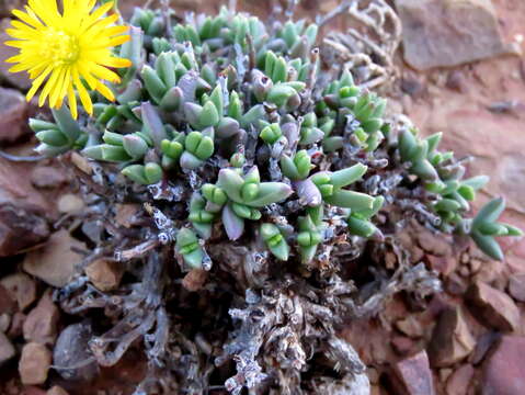 Image of Chasmatophyllum musculinum (Haw.) Dinter & Schwant.