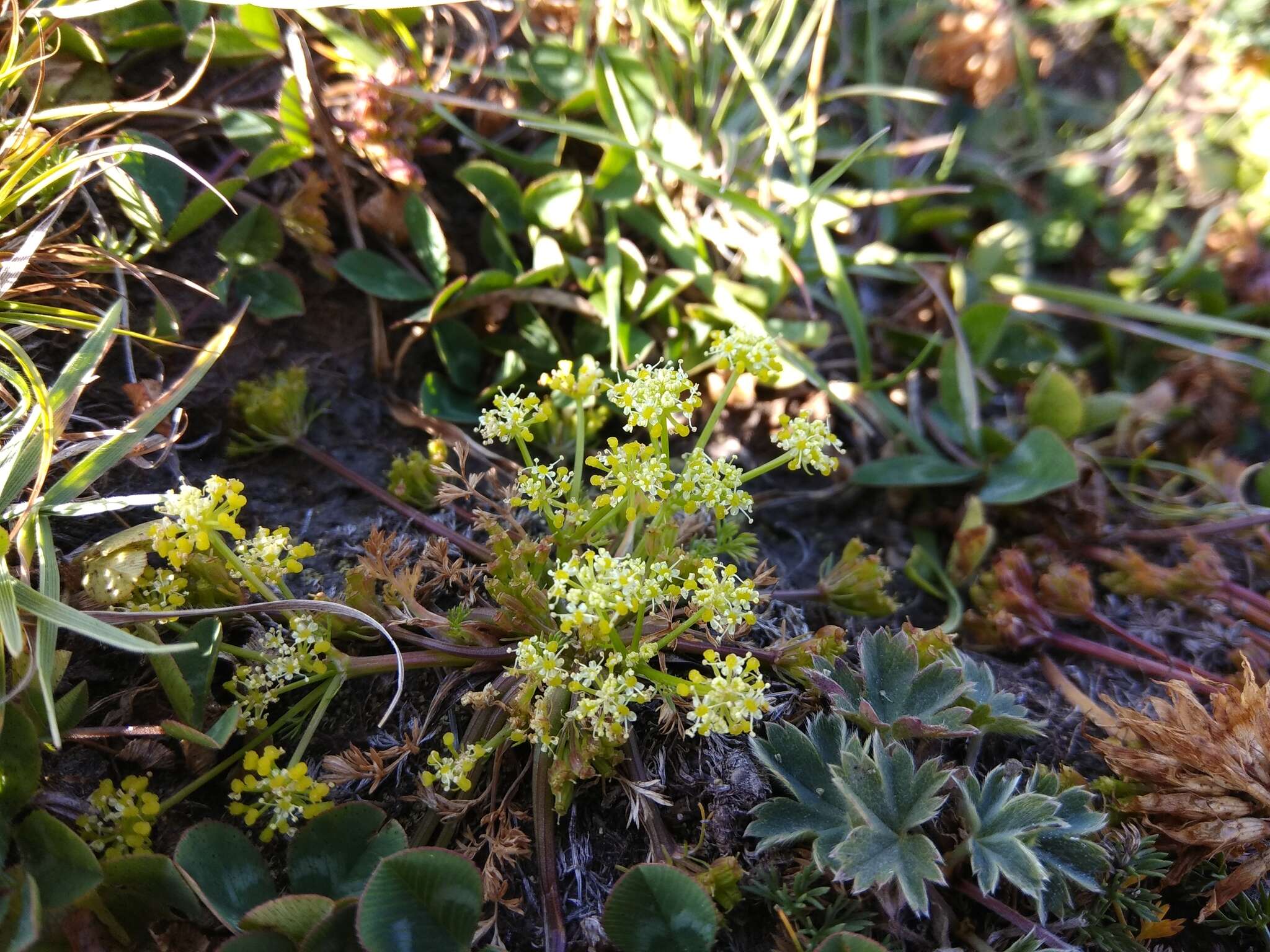 Image of Chamaesciadium acaule (M. Bieb.) Boiss.