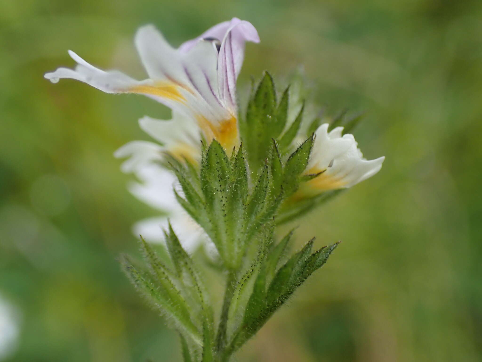 Image of Euphrasia officinalis L.