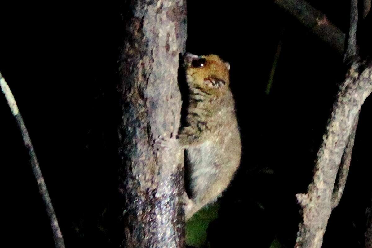 Image of Brown Mouse Lemur