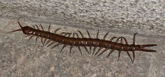 Imagem de Scolopendra multidens Newport 1844