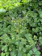 صورة Youngia japonica subsp. japonica