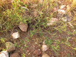 صورة Stylosanthes fruticosa (Retz.) Alston