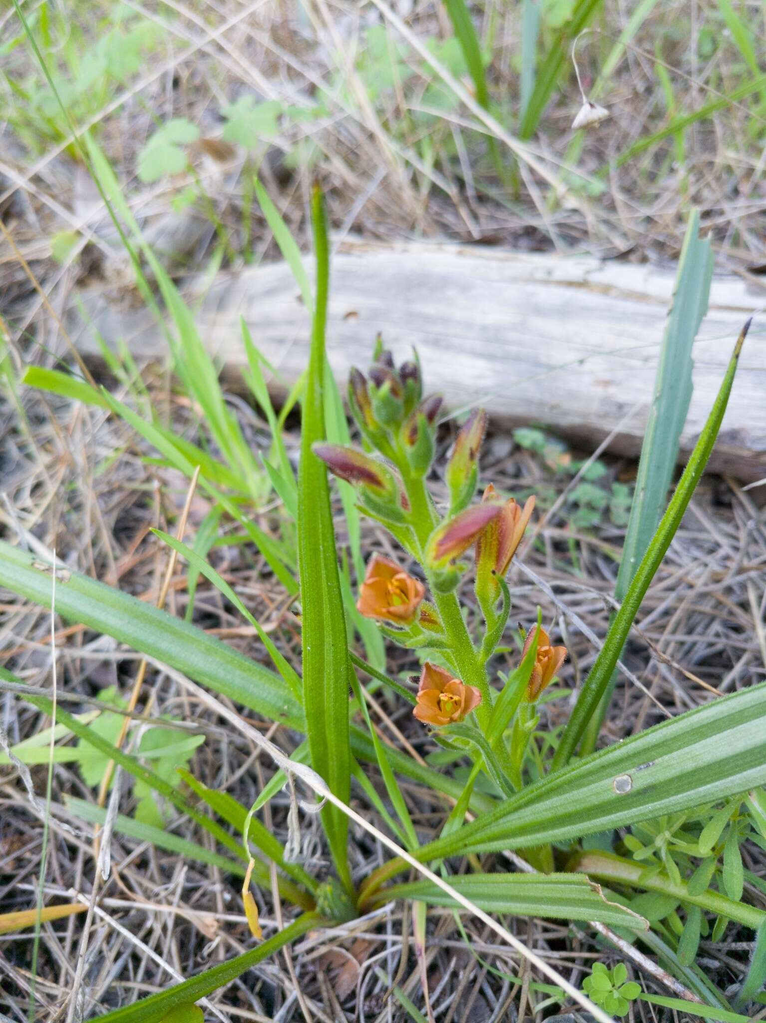 Image of Wachendorfia multiflora (Klatt) J. C. Manning & Goldblatt