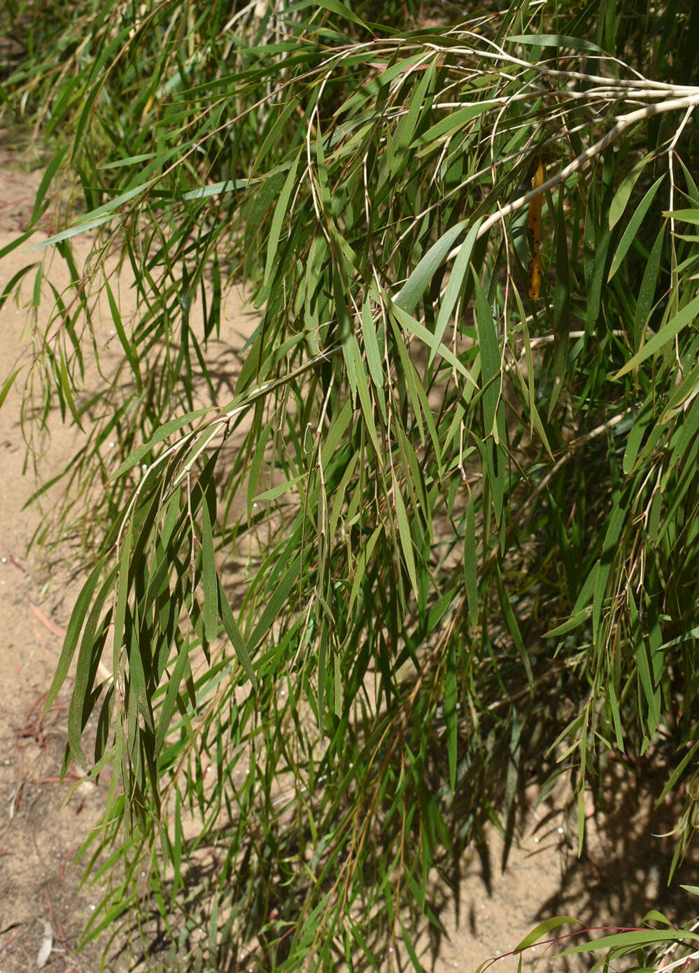 Sivun Melaleuca fluviatilis B. A. Barlow kuva