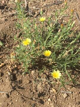 Image de Malacothrix fendleri A. Gray