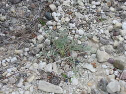 Imagem de Cirsium pitcheri (Torr. ex Eaton) Torr. & A. Gray