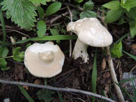 Image of Calocybe