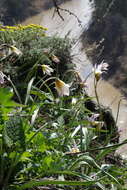 Image de Tulipa sylvestris subsp. australis (Link) Pamp.